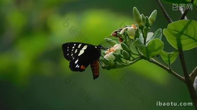 大自然、蝴蝶采花粉、特写蝴蝶